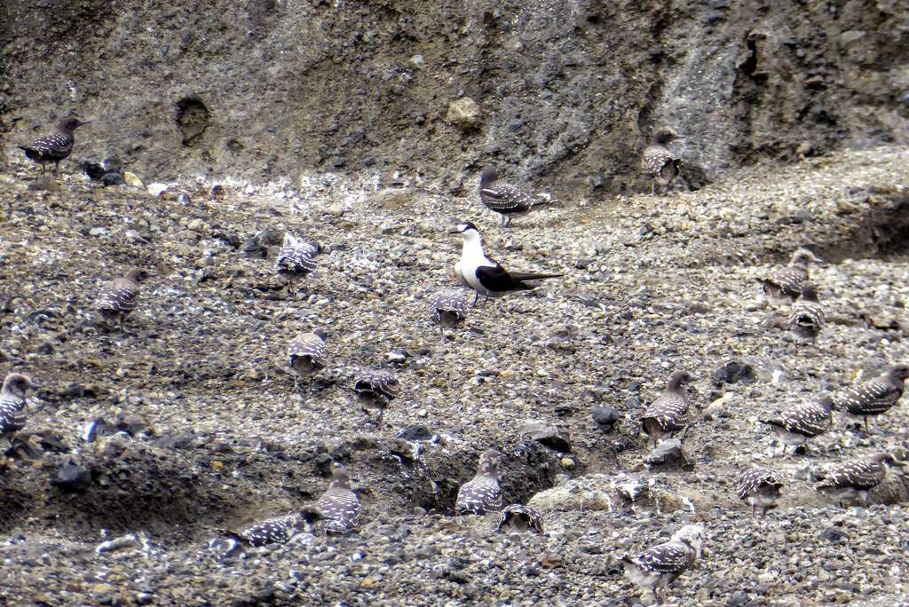 Des hirondelles de mer se sont installées à l'intérieur du cône volcanique. Attention : les oisillons sont particulièrement bien camouflés. © Dan Slayback