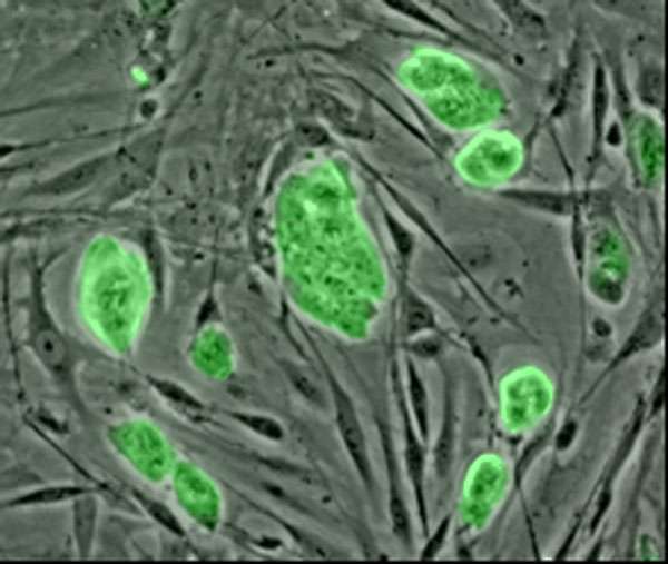 Les cellules souches embryonnaires (à l’image) ont d'abord été découvertes chez les souris en 1981, avant d'être mises en évidence chez l'Homme en 1998. Les cellules souches pluripotentes induites, elles, ont été découvertes en 2007. © National Science Foundation, DP