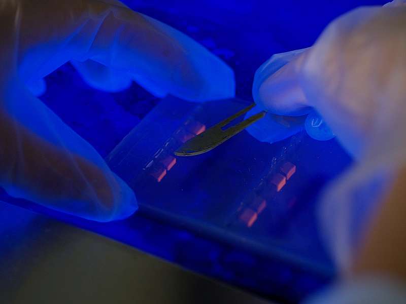 L’ADN avant séquençage, sous des rayons ultraviolets L’ADN avant séquençage, sous des rayons ultraviolets