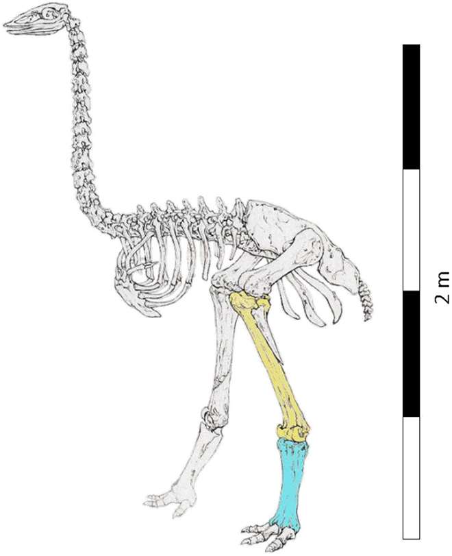 Squelette d’un oiseau-éléphant de Madagascar, une espèce d’oiseau géant incapable de voler aujourd’hui éteinte. En couleur sont indiqués les os découverts par les chercheurs qui présentent des marques de coupure. © James Hansford et al., Science Advances, 2018