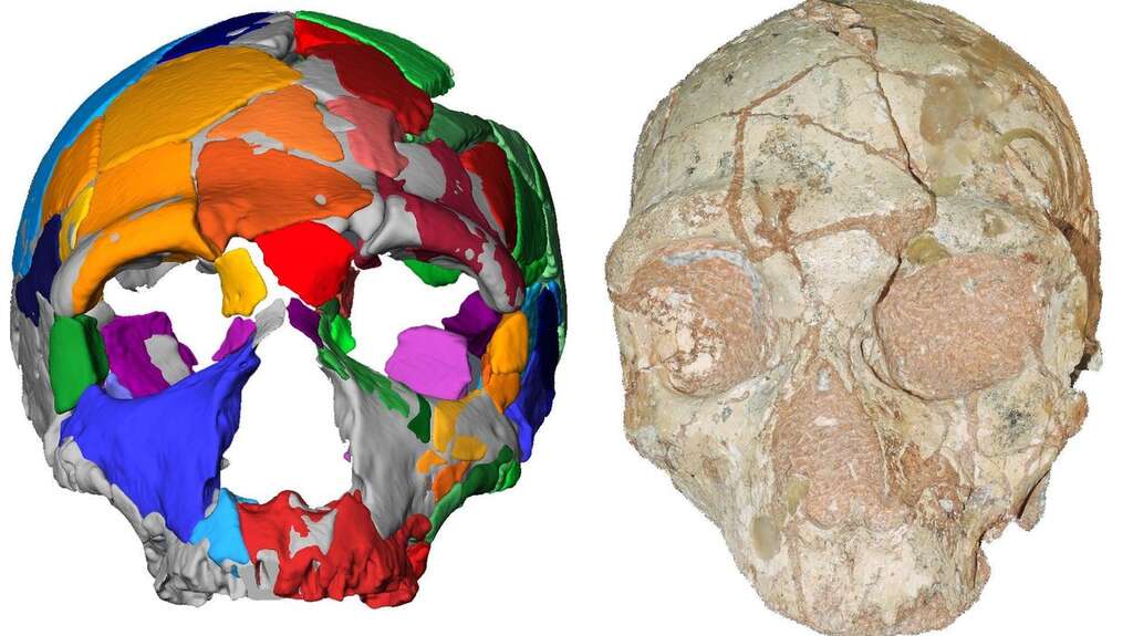 Reconstruction et modèle numérique d'un crâne nommé Apidima 2, découvert dans une grotte grecque. © Katerina Harvati, université Eberhard Karls de Tuebingen/AFP