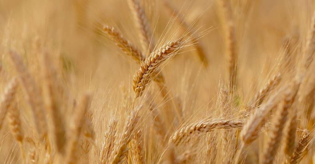 En Allemagne, par exemple, on trouve quelque 400 espèces de blé. Mais seulement 30 sont jugées commercialement viables. © Candiix, Pixabay License