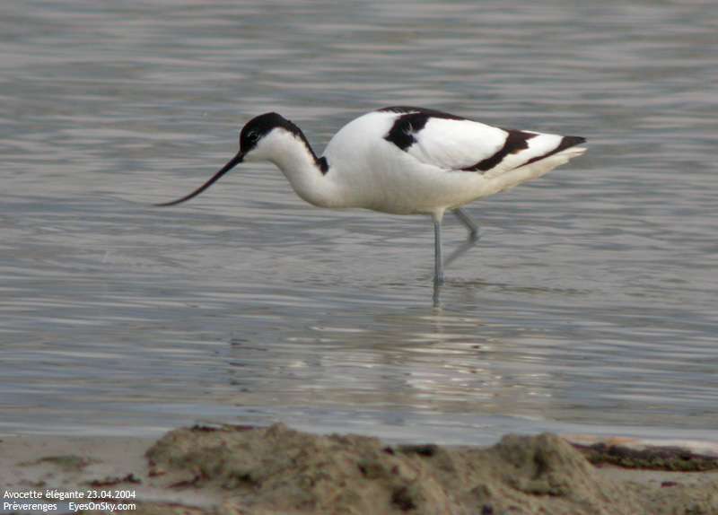 Avocette élégante Avocette élégante