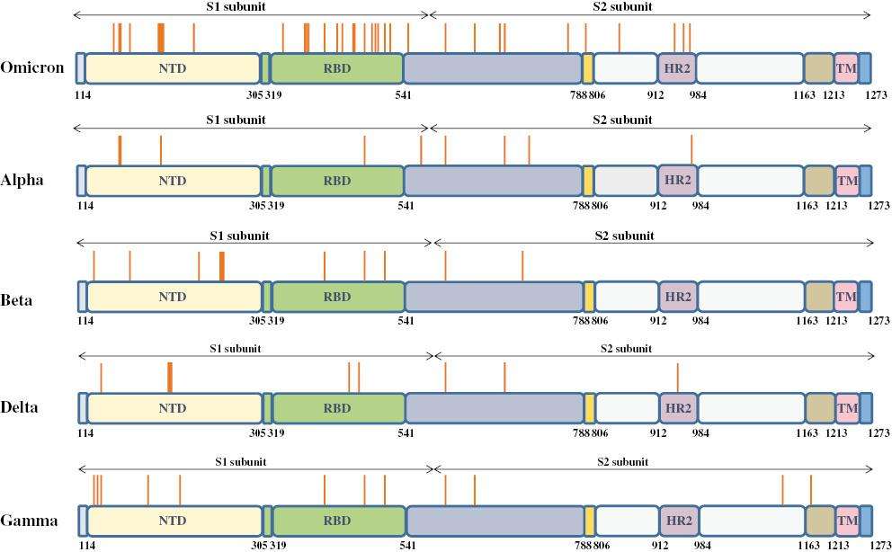 Comparaison de la séquence de la protéine S du variant Omicron avec les autres. Les traits orange symbolisent la localisation d'une mutation. © Si Qin et al., Zoonoses