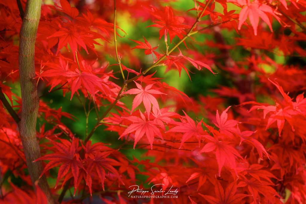 L'automne en rouge carmin L'automne en rouge carmin