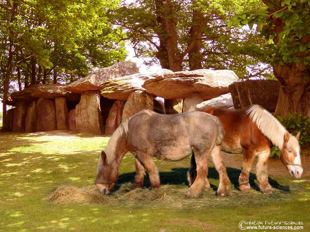Cheval : Percheron Cheval : Percheron