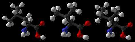 Les trois acides aminés branchés (BCAA) : leucine, valine et isoleucine (de gauche à droite). © DR Les trois acides aminés branchés (BCAA) : leucine, valine et isoleucine (de gauche à droite). © DR