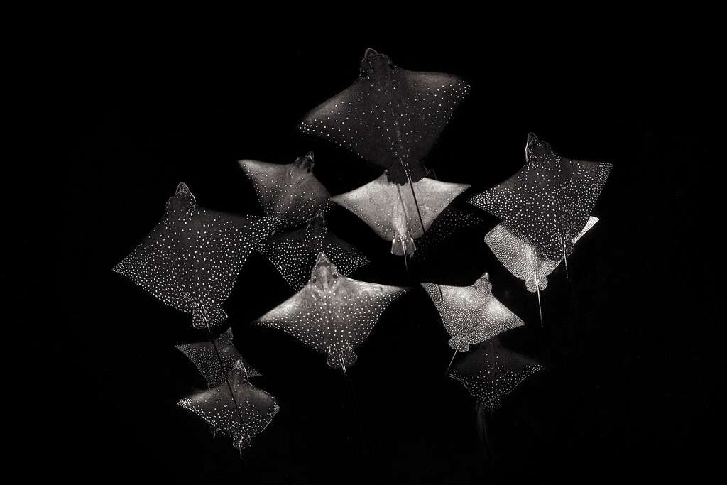 « Constellation de raies ». © Henley Spiers, UPY 2020