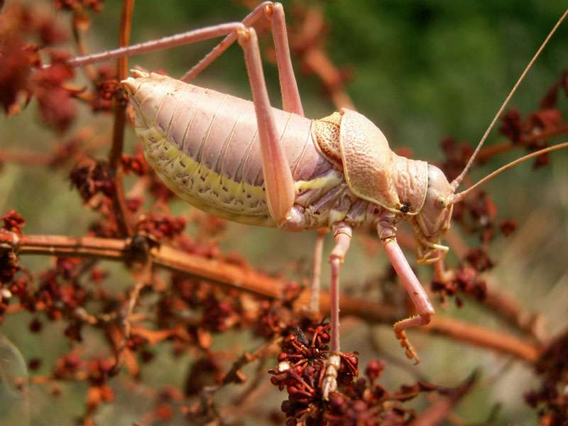 Ephippiger provincialis - Ephippigère provençale Ephippiger provincialis - Ephippigère provençale