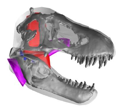 Reconstruction en 3 dimensions du crâne du Tyrannosaurus rex utilisée lors des études mécaniques. Les zones colorées correspondent à des muscles dont les caractéristiques peuvent être modifiées (rouge : adducteurs externes de la mandibule, bleu : adducteurs postérieurs de la mandibule, violet : groupe des ptérygoïdes). © Bates et Falkingham 2012, Biology Letters