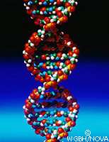 L'ADN, un vrai régal pour les bactéries Escherichia coli !