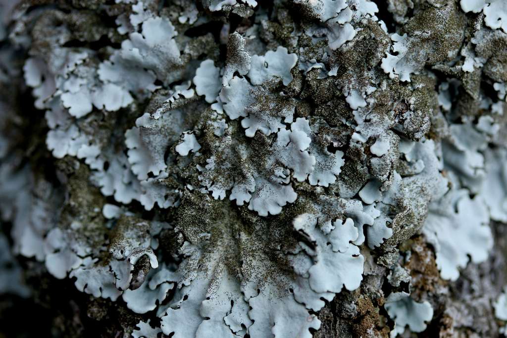 Parmelia tiliacea Parmelia tiliacea