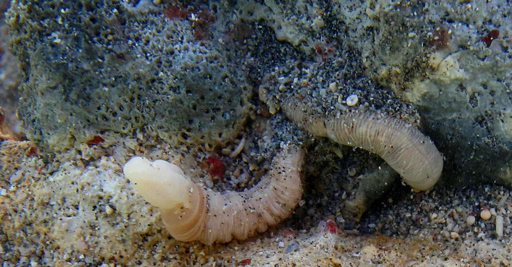 Crevettes et vers marins semblent particulièrement résilients face à de fortes teneurs en CO2. © Philippe Bourjon, Wikipédia, CC by-SA 4.0