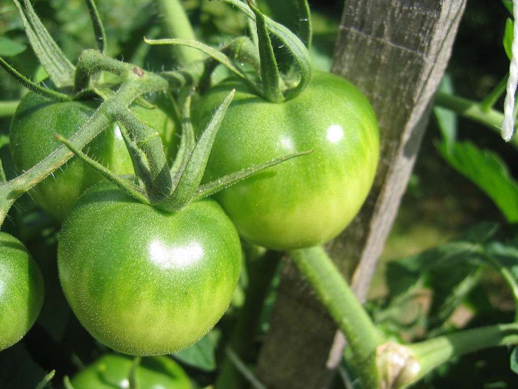 Il est nécessaire de toucher les tomates vertes evergreen pour déterminer leur degré de maturité. © Sunfox, Flickr, CC by-nc-sa 2.0