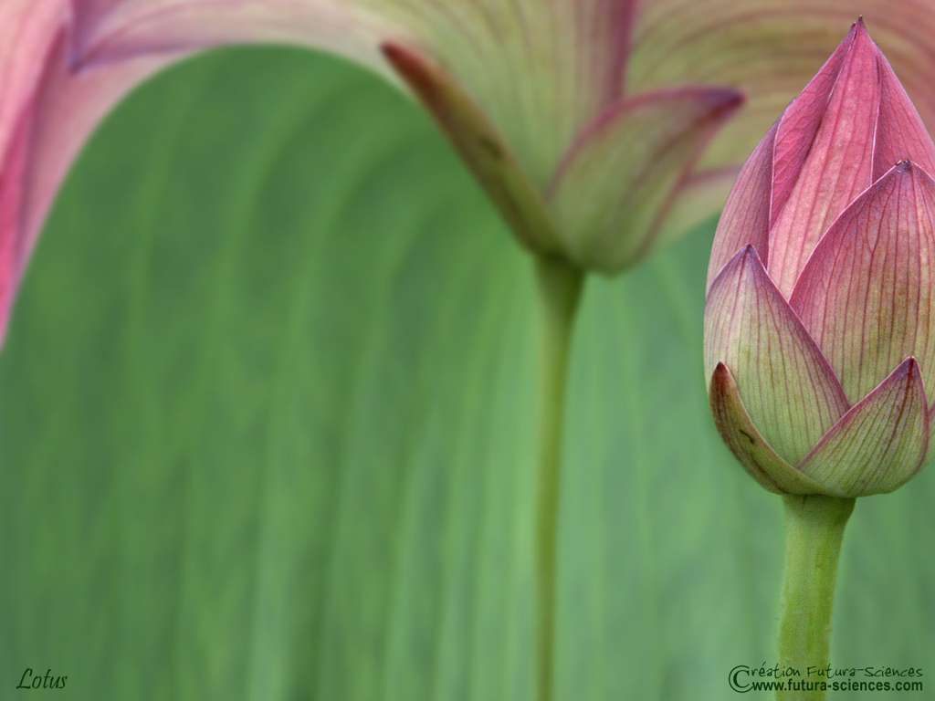 Fond Décran Fleur De Lotus