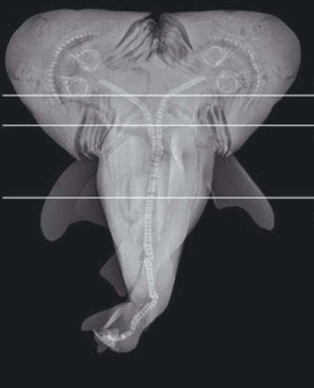 La radiographie du requin. On observe que la colonne vertébrale de l'animal se divise en deux et forme deux têtes. Ces requins siamois avaient chacun un cœur, un estomac et une tête. © C. M. Wagner et al, Journal of Fish Biology