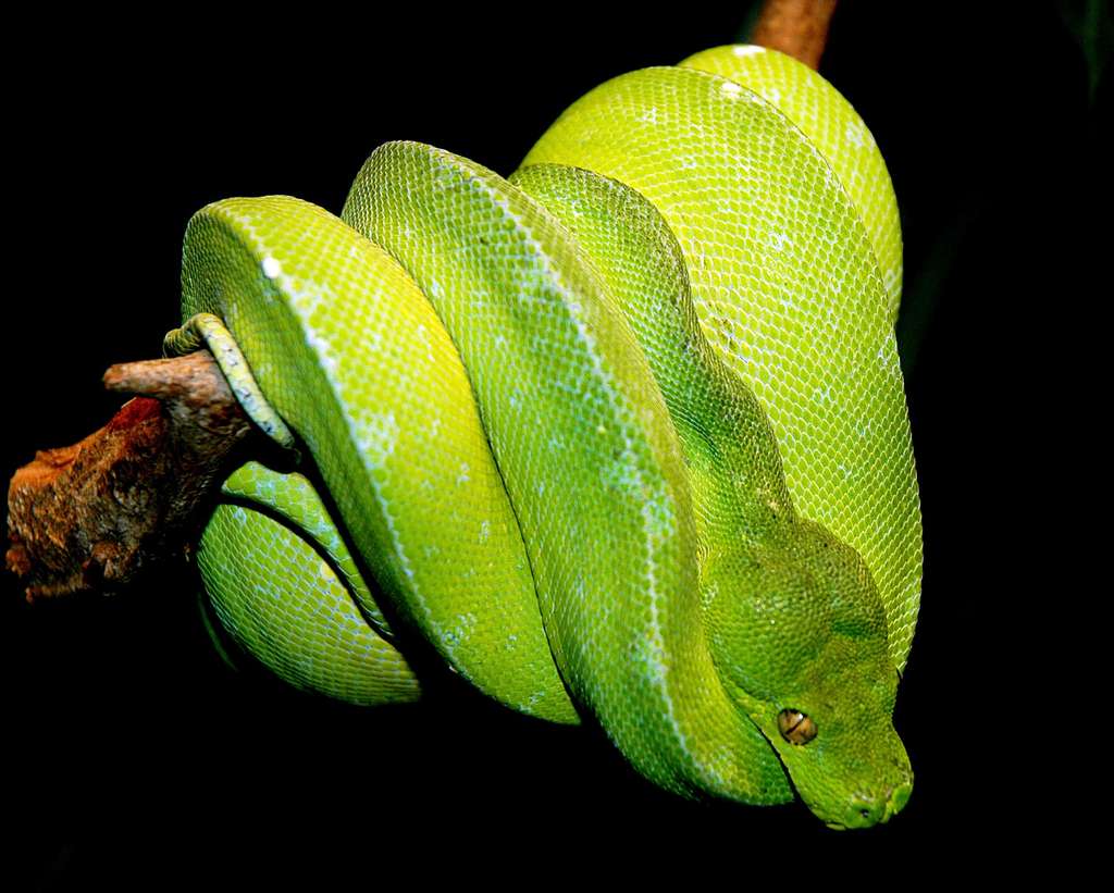 Morelia Viridis ou le très célèbre Python vert Morelia Viridis ou le très célèbre Python vert