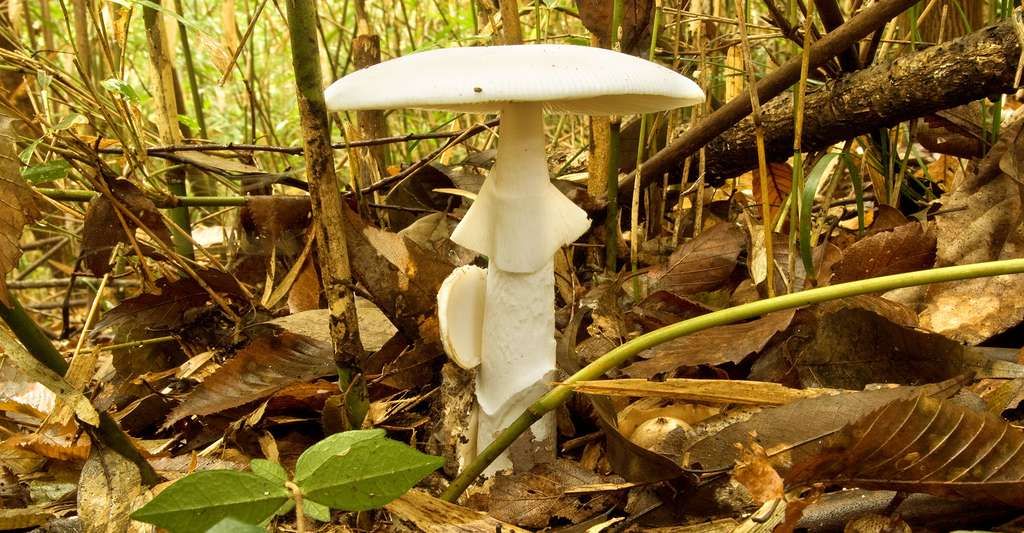 L'amanite vireuse (Amanita virosa) est un champignon mortel. © S64, CC by 3.0