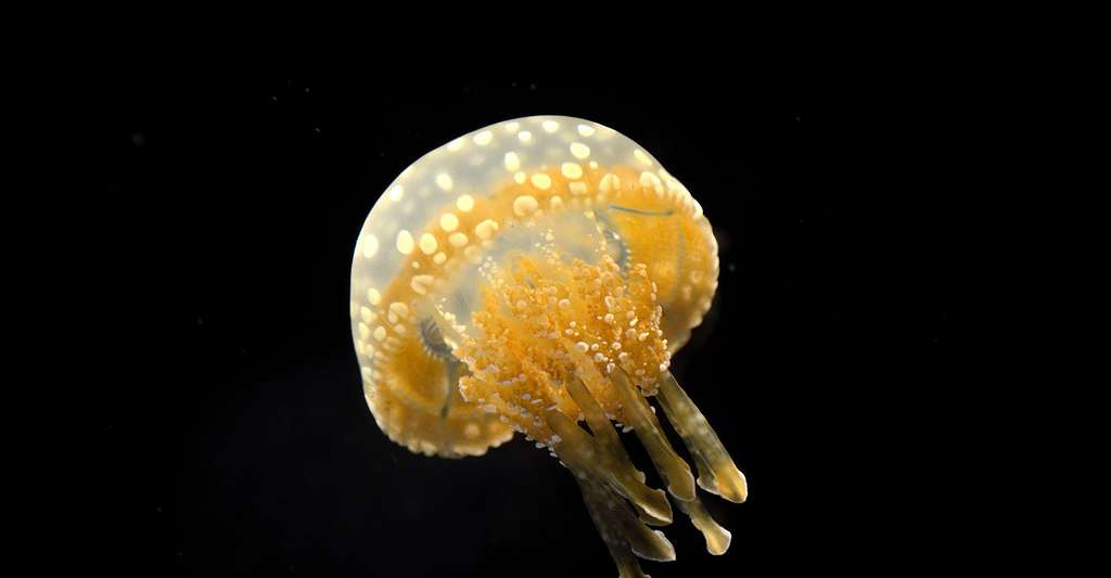 Une méduse bioluminiscente. © M M, Wikimedia commons, CC by-sa 2.0