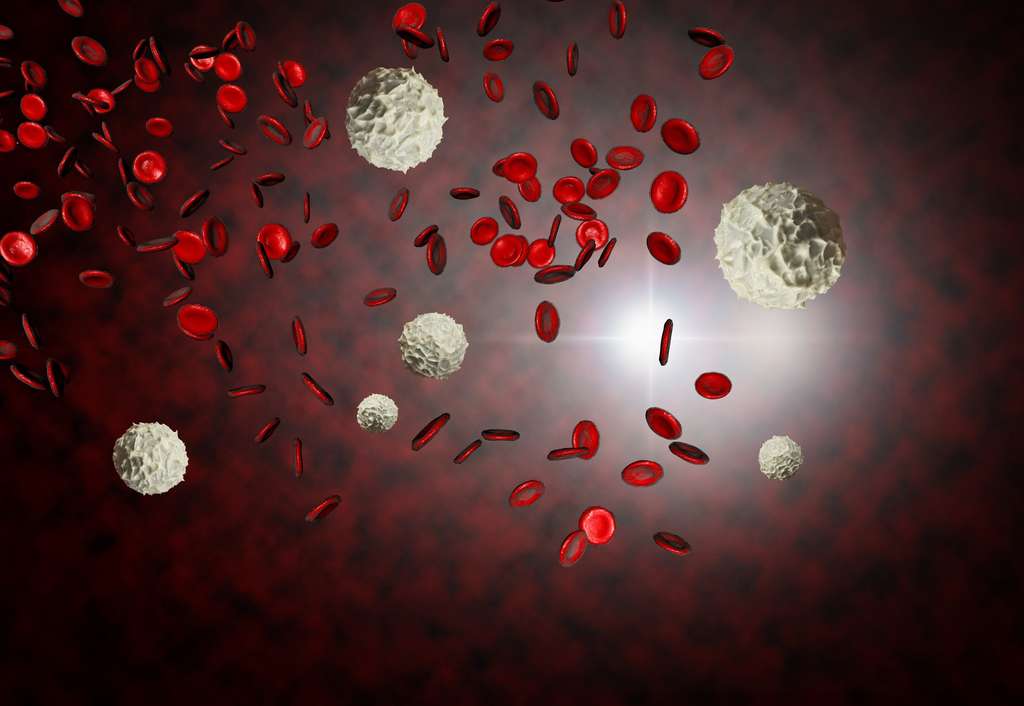Les cellules souches hématopoïétiques sont à l’origine des cellules sanguines, globules rouges et globules blancs. © Ezume Images, Fotolia