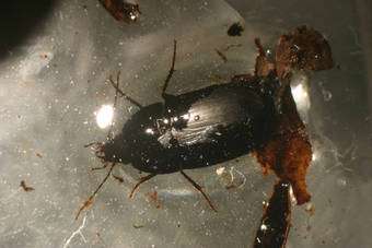 Cet insecte aquacole (dytique peut-être) s’est un jour englué dans une grosse goutte de résine de pin. © Alexander R. Schmidt
