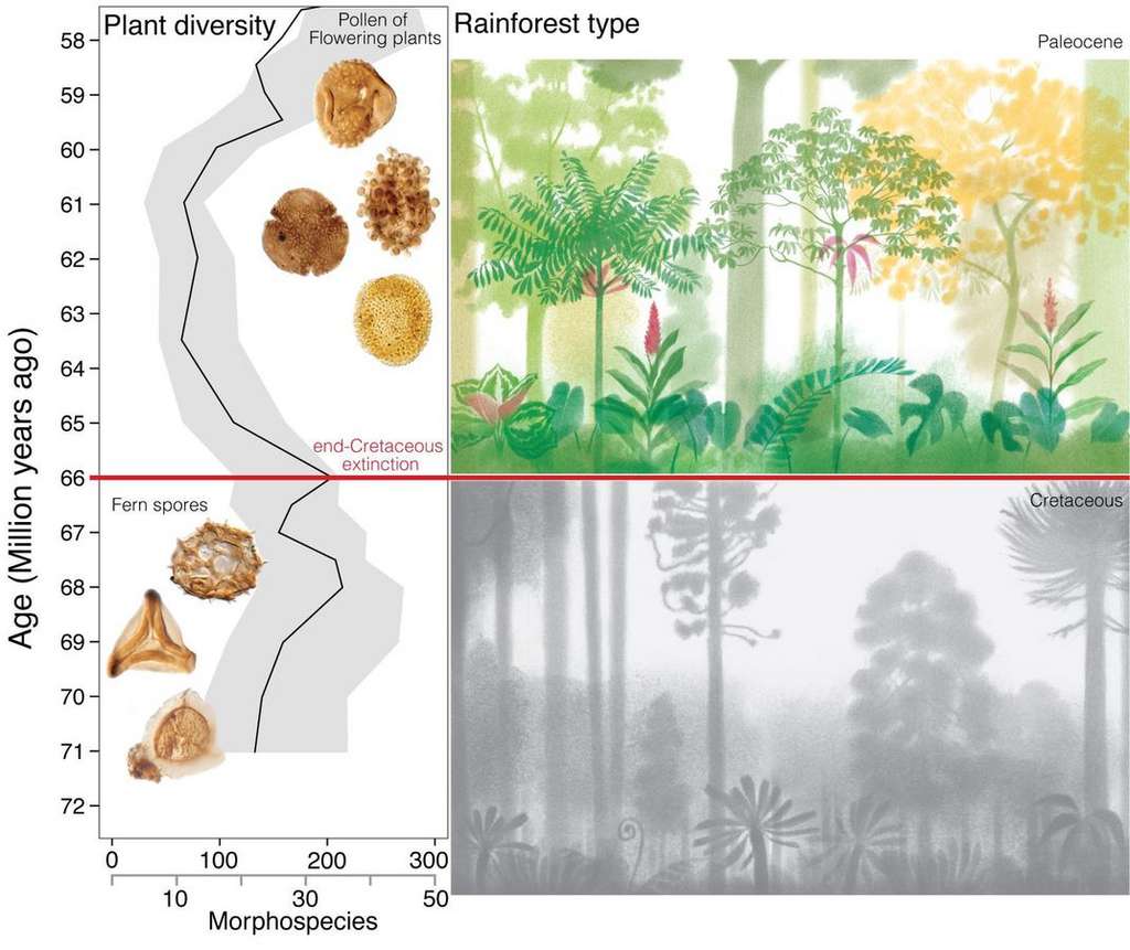Composition de la structure forestière sous les tropiques sud-américains avant et après l’impact de l’astéroïde. © Mónica Carvalho et al, science, 2021 Composition de la structure forestière sous les tropiques sud-américains avant et après l’impact de l’astéroïde. © Mónica Carvalho et al, science, 2021