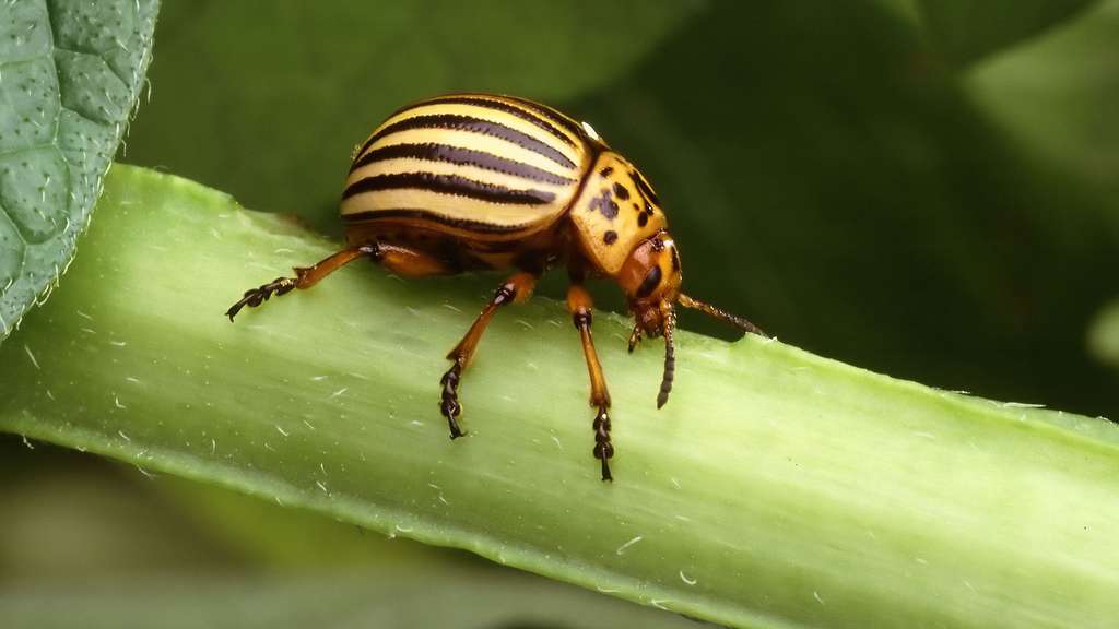Leptinotarsa decemlineata - Doryphore Leptinotarsa decemlineata - Doryphore