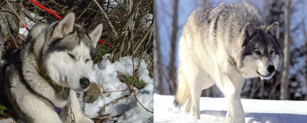 Pourquoi Le Chien Est Il Domestique Et Le Loup Sauvage