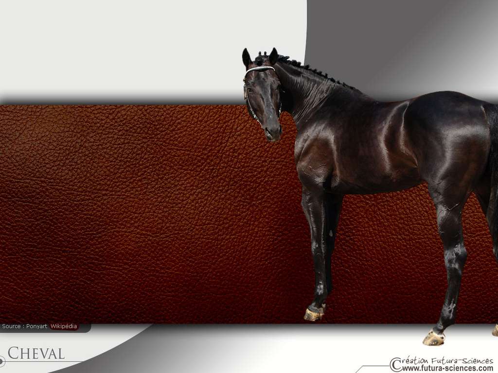 Cheval de course Cheval de course