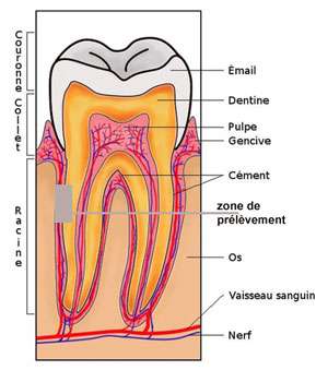 Section de dent (humaine, mais la transposition est facile) © Wikipedia