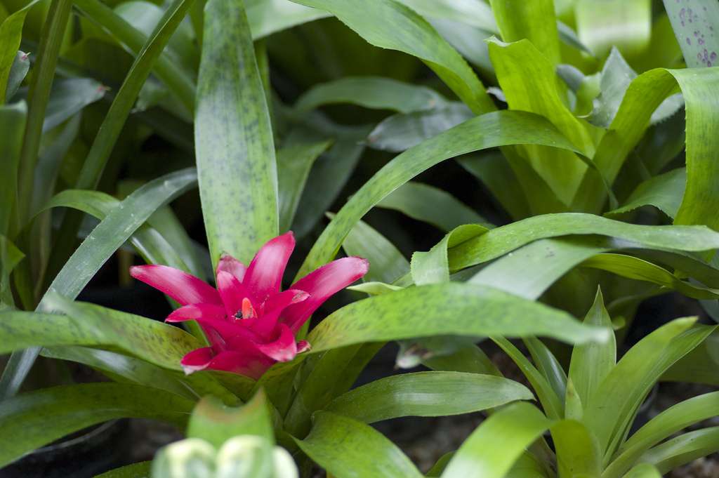 Bromeliacées Bromeliacées