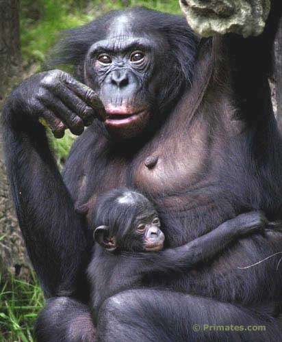 Photo Jeune Bonobo Et Sa Mere