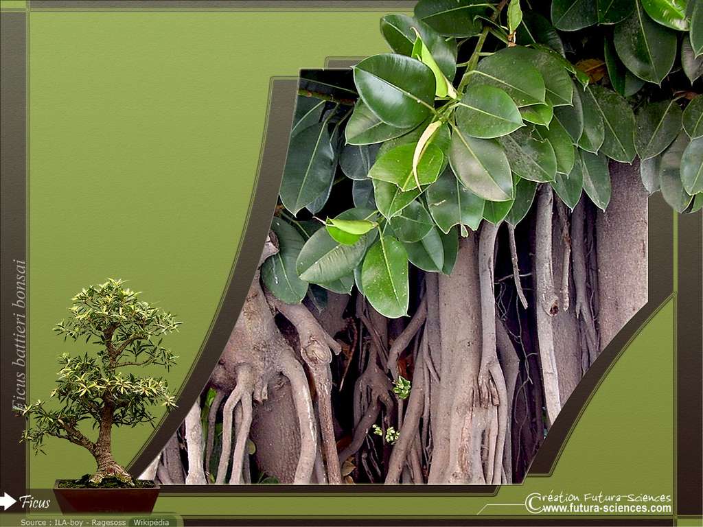 Ficus Ficus