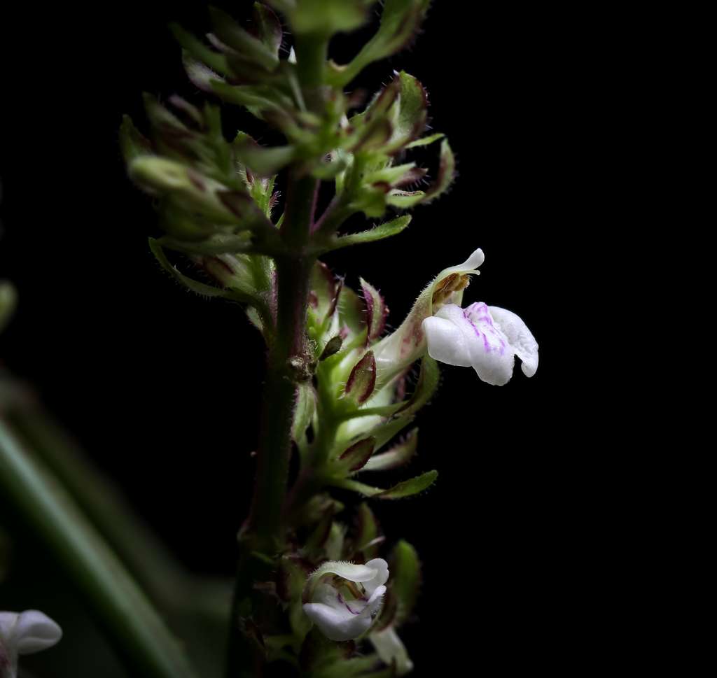 Justicia Alanae, une fleur blanche originaire du Mexique. © 2019 Jonathan Amith