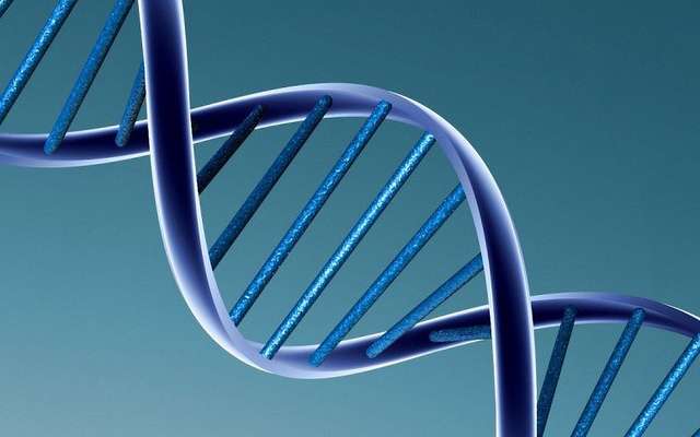 La structure de l'ADN : une double hélice La structure de l'ADN : une double hélice