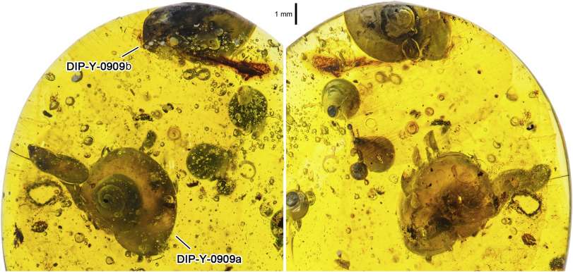 Ambre datation histoire