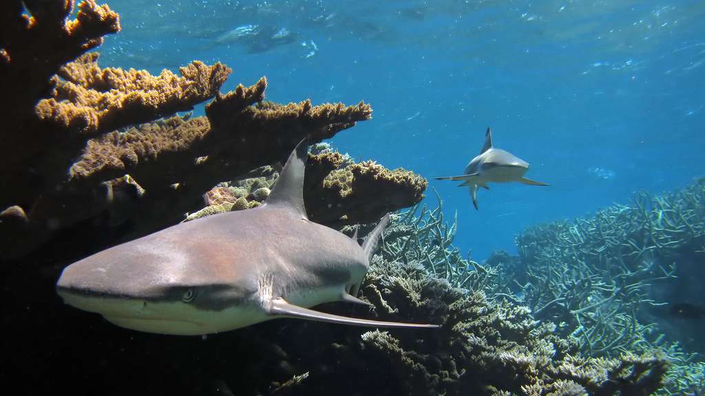 Le requin à pointes noires en Indo-Pacifique Le requin à pointes noires en Indo-Pacifique