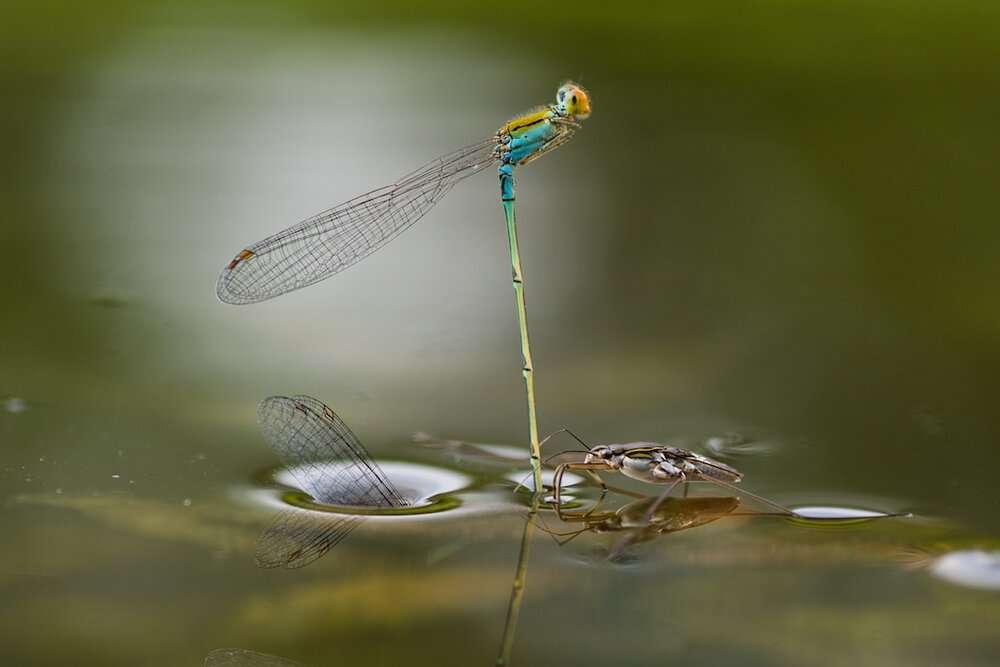 Mating Underwater. © Ripan Biswas (Inde)