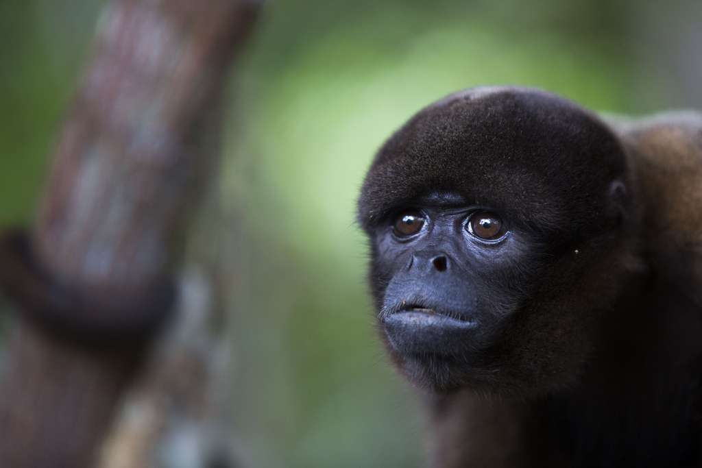 Le singe laineux ou Lagothrix, au pelage doux Le singe laineux ou Lagothrix, au pelage doux
