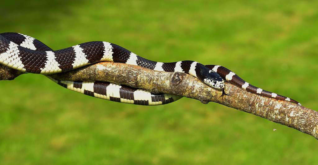 Les morsures de serpents, un problème de santé publique dans les zones rurales, notamment en Afrique. © Sipa, Domaine public