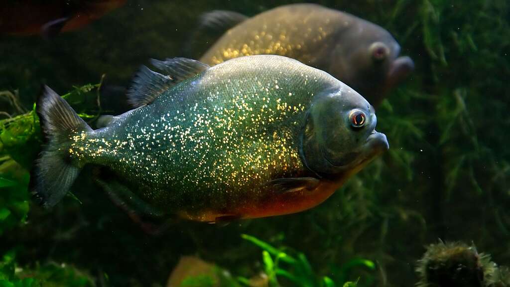 Le piranha rouge, la terreur des rivières amazoniennes Le piranha rouge, la terreur des rivières amazoniennes