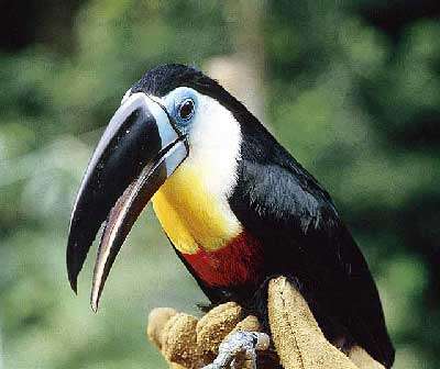 Fiche D Identite Du Toucan Habitat Description Nourriture Reproduction Dossier