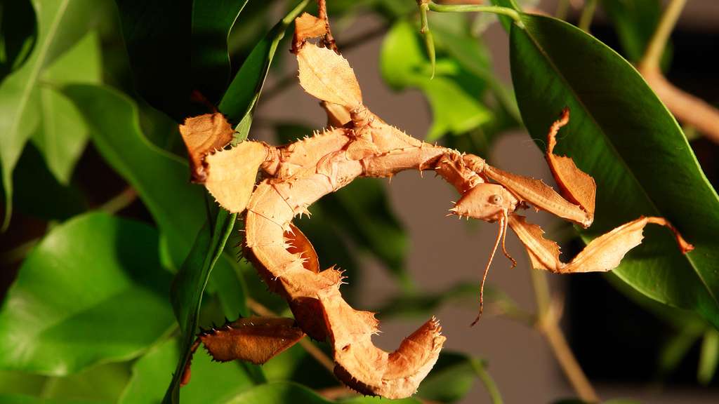 Un phasme d'Australie, Extatosoma tiaratum Un phasme d'Australie, Extatosoma tiaratum