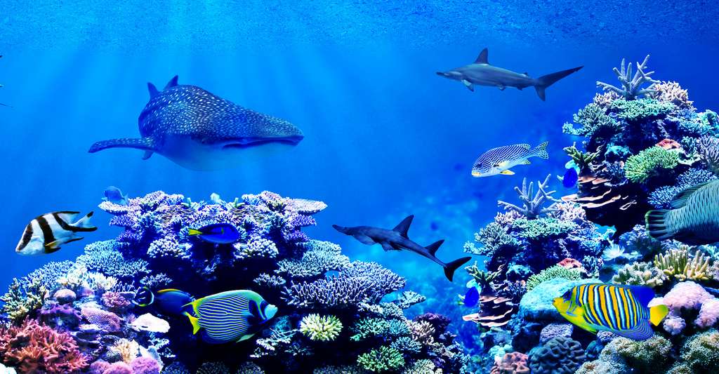 Certains sanctuaires marins ont été créés pour permettre aux animaux marins d'y prospérer sans intervention des humains. Malheureusement, ils sont trop peu nombreux. © Chonlasub, Adobe Stock