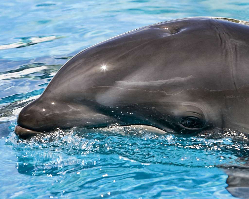 Kawili'Kai est un whalphin. Sa mère, Kekaimalu est née d'une femelle grand dauphin et d'un mâle fausse orque. Fertile, Kekaimalu a eu trois petits. © Mark Interrante, Wikipédia, cc by sa 2.0