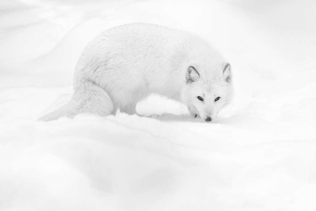 Un renard arctique à la fourrure immaculée Un renard arctique à la fourrure immaculée
