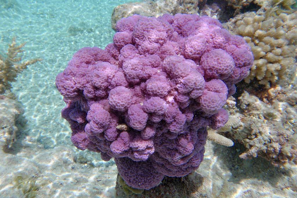 corail de polynésie