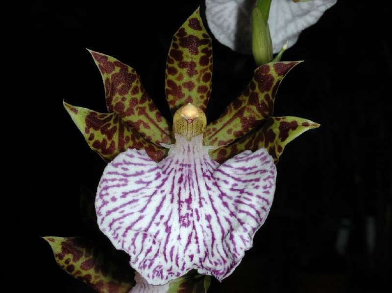 Orchidée Zygopetalum mackayi