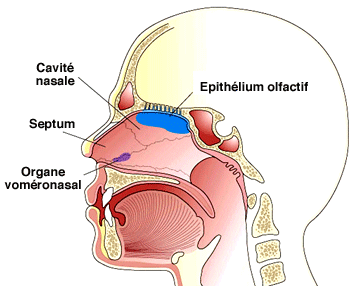 L’organe voméronasal, ou organe de Jacobson, chez l’Homme. Situé en bas des fosses nasales, il se trouve dans une région distincte de celle dédiée à l’olfaction. Et il fonctionne. © Vetopsy