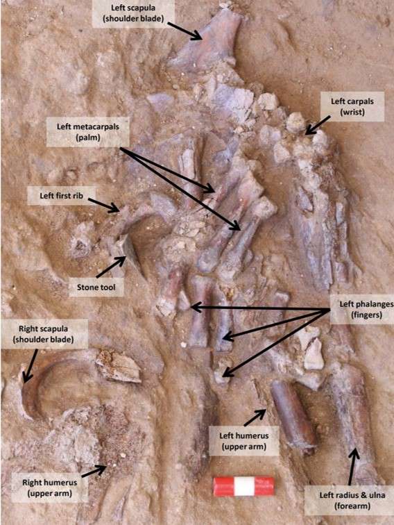 Les os que la partie supérieure du corps de Shanidar Z retrouvés dans la grotte du même nom en septembre 2019. © Graeme Barker